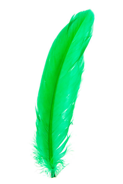istock Elegant green feather isolated on the white background 1340890388