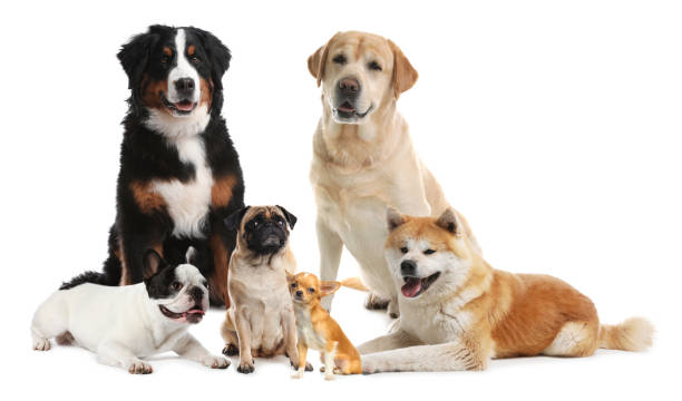 istock Different breeds of dogs on white background 1340890469