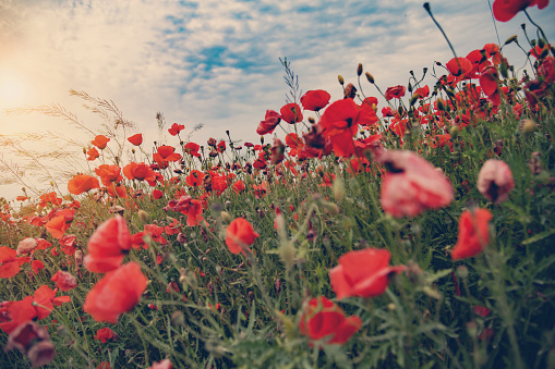 Poppies at sunset against the horizon