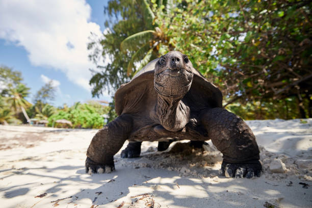 istock Giant tortoise on beach
