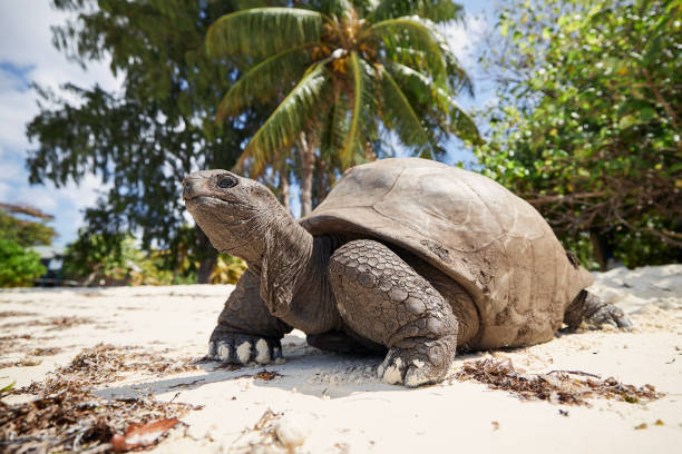 istock Giant tortoise on beach