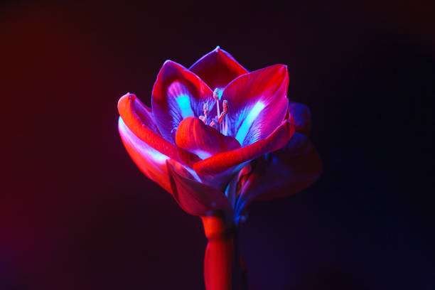 istock Amaryllis flower on a dark background in red-blue light. 1340890807