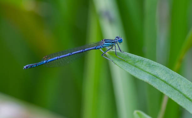 istock dragonfly on a green leaf in summer near the river 1340890880