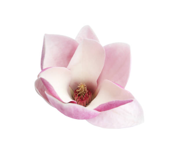 istock Beautiful magnolia flower isolated on white. Spring blossom 1340890888
