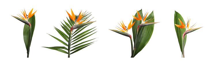 Conjunto con flores tropicales de ave del Paraíso sobre fondo blanco. Diseño de banners photo