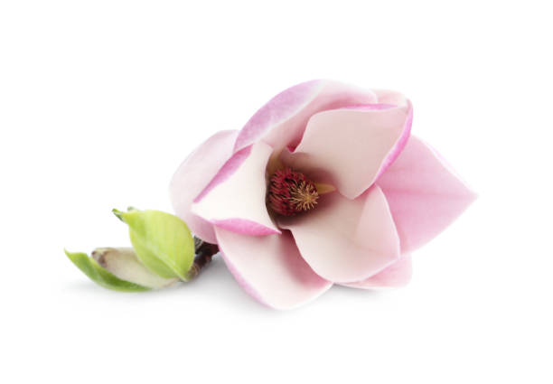 istock Beautiful magnolia flower isolated on white. Spring blossom 1340890986