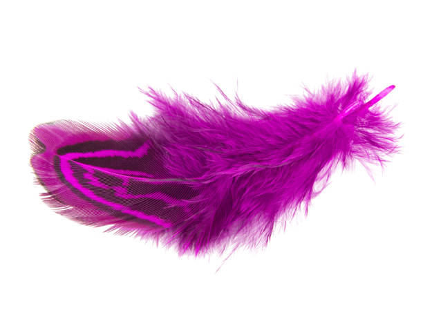 istock Elegant violet pheasant feather isolated on the white background 1340890988