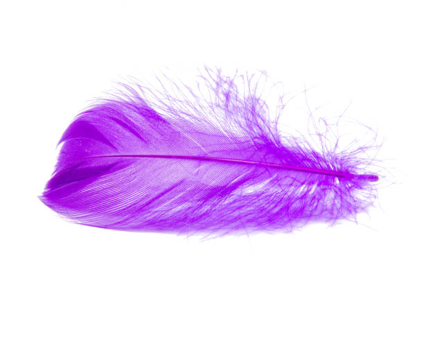 istock Purple violet fluffy elegance feather isolated on the white background 1340891047