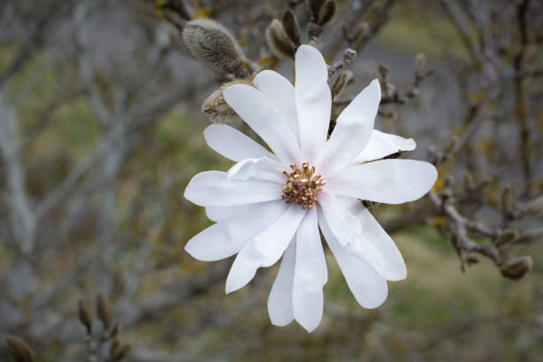 シングル ホワイト マグノリア - magnolia flower single flower white ストックフォトと画像