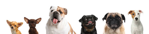 istock Collage with different dogs on white background. Banner design 1340892693
