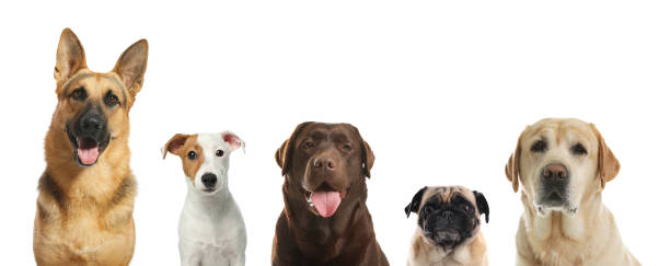 istock Collage with different dogs on white background. Banner design 1340892694