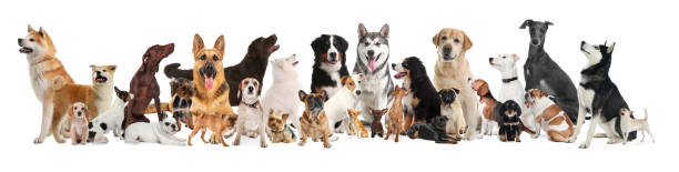 Collage with different dogs on white background. Banner design