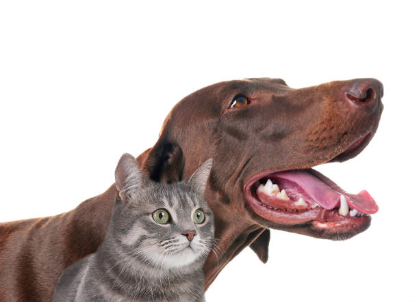 istock Cute cat and dog on white background. Fluffy friends 1340892846