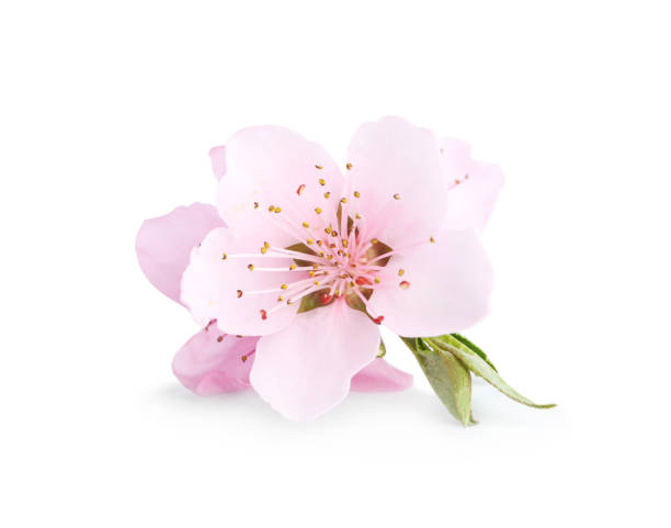 istock Beautiful tree blossom isolated on white. Spring season 1340893109