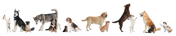 istock Collage with different dogs on white background. Banner design 1340893110
