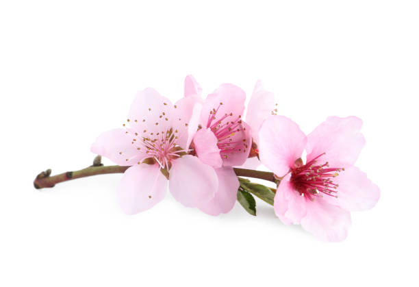 istock Tree branch with blossom isolated on white. Spring season 1340893120