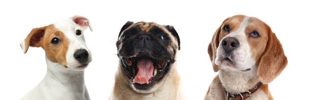 istock Collage with different dogs on white background. Banner design 1340893121