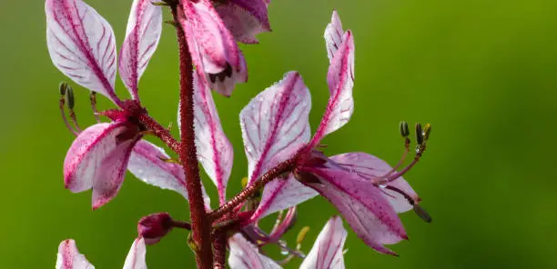 dictamnus. Pink-purple flowers bloom in the wild in drops of dew