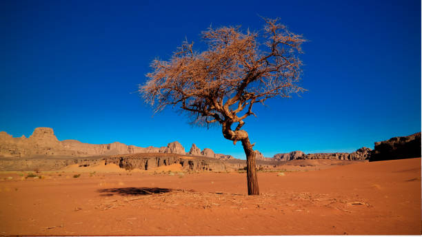 Desert Landscape with Acacia in Moul Naga valley at in Tassili nAjjer national park in Algeria stock photo