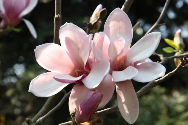 istock Closeup view of blossoming magnolia tree outdoors on spring day 1340893973