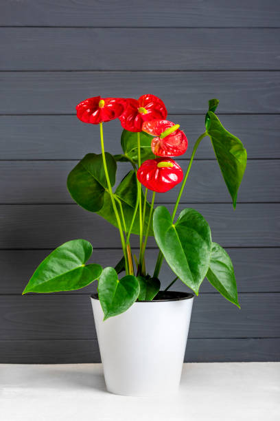 plante d’origine anthurium en pot de fleurs blanc isolé sur table blanche et fond gris - anthurium flower formal garden tropical climate photos et images de collection