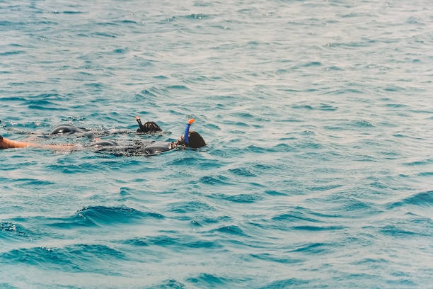 groupe de personnes nagent dans l’eau en plongeant dans la mer rouge en israël - scuba diving flash photos et images de collection