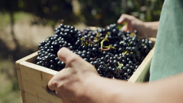 4k video footage of a male farmer carrying a crate of freshly harvested grapes