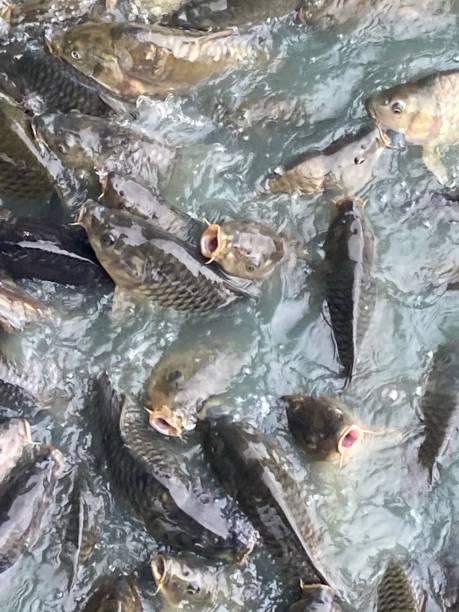 istock Fish feeding frenzy 1340896617