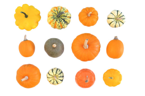 istock Pumpkins and squashes colorful collection isolated on white background. 1340897103