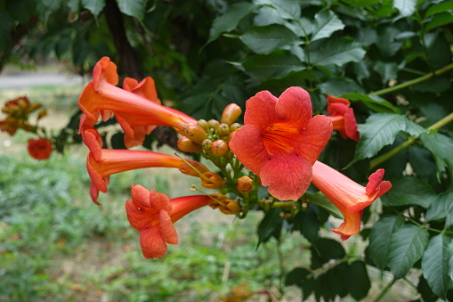Close shot of orange flowers of Campsis radicans in July