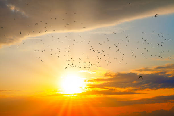 istock Birds flying in the twilight 1340898318