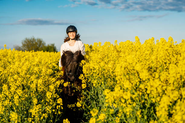istock Horseriding in a Canola field. 1340898348