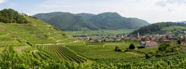 con vistas a los viñedos en terrazas de spitz y wachau valley - danube valley danube river vineyard austria fotografías e imágenes de stock