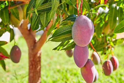 Mango tree with hanging mango fruits outdoor