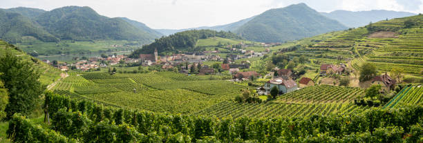 con vistas a los viñedos en terrazas de spitz y wachau valley - danube valley danube river vineyard austria fotografías e imágenes de stock