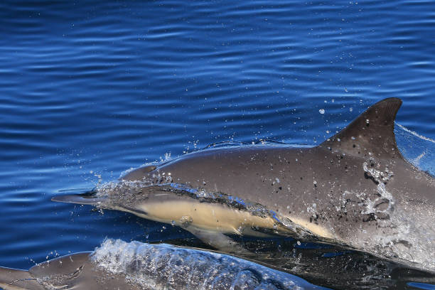 istock long-beaked common dolphin, Delphinus capensis, swimming at the surface in False Bay, South Africa 1340898663