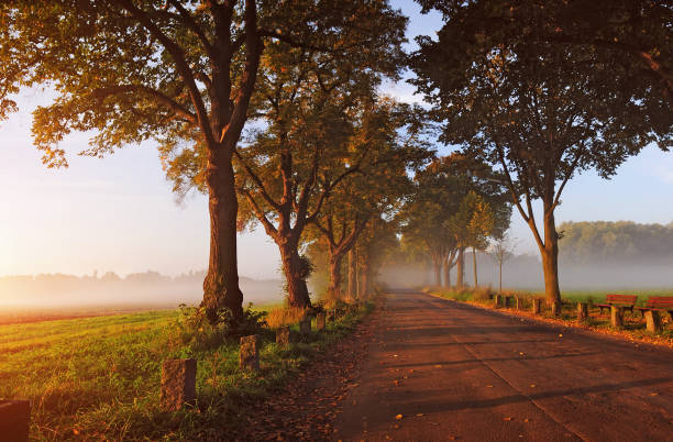 a romance all in the fog - autumn landscape - avenue tree imagens e fotografias de stock