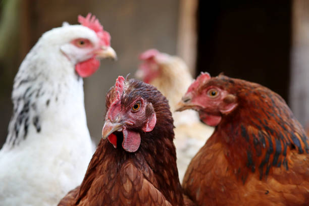 istock Chickens on a farm, poultry in village 1340900364