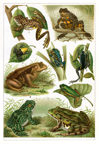 1. Hyla Peronii - Peron's tree frog or emerald-spotted tree frog is a frog from Australia.2. Bombinator igneus - The European fire-bellied toad 3. Hyperolius flavoma culatus 4. Dendrobates fantasticus 5. Prostherapis femoralis 6. Bufo formosus - The Japanese common toad, Japanese warty toad or Japanese toad (Bufo japonicus) is a species of toad in the family Bufonidae 7. Phyllomedusa hypochondrialis - Pithecopus hypochondrialis, the northern orange-legged leaf frog or tiger-legged monkey frog, is a species of frog in the family Phyllomedusidae found in South America. 8. Bufo variabilis - The European green toad (Bufotes viridis) is a species of toad 9. Rana esculenta - The edible frog is a species of common European frog, also known as the common water frog or green frog
Original edition from my own archives
Source : Brockhaus 1896