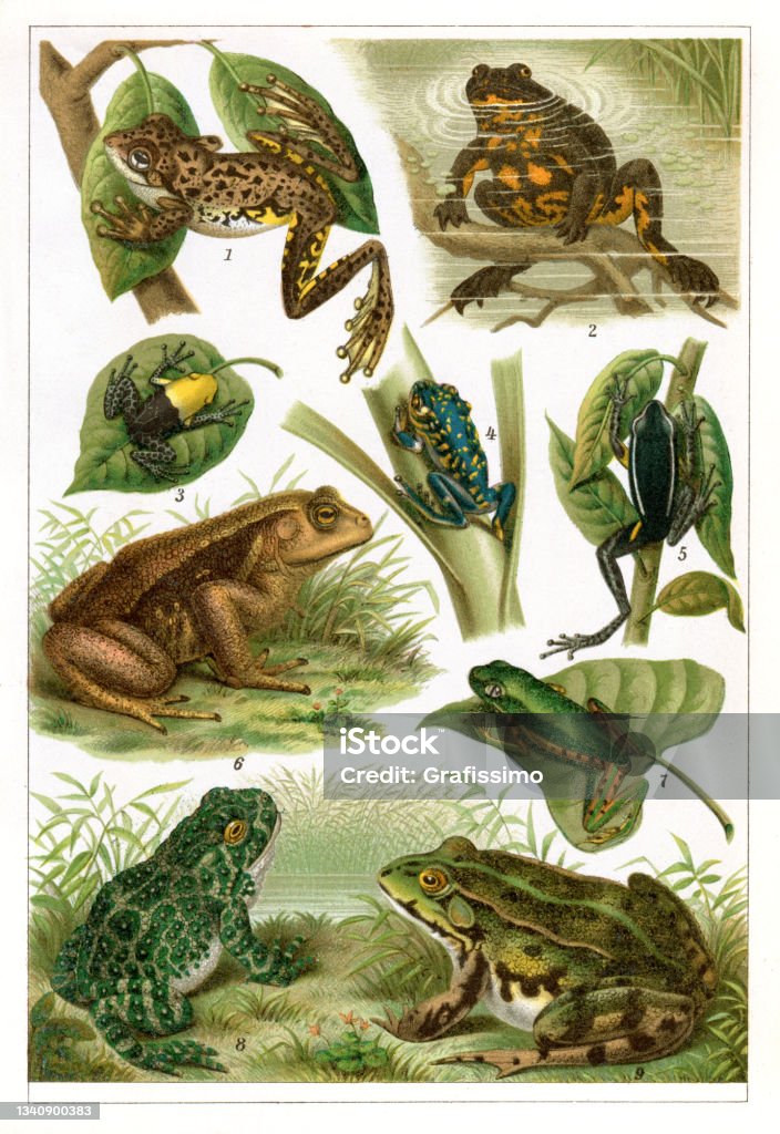 Amphibian frog and toad drawing 1896 1. Hyla Peronii - Peron's tree frog or emerald-spotted tree frog is a frog from Australia.2. Bombinator igneus - The European fire-bellied toad 3. Hyperolius flavoma culatus 4. Dendrobates fantasticus 5. Prostherapis femoralis 6. Bufo formosus - The Japanese common toad, Japanese warty toad or Japanese toad (Bufo japonicus) is a species of toad in the family Bufonidae 7. Phyllomedusa hypochondrialis - Pithecopus hypochondrialis, the northern orange-legged leaf frog or tiger-legged monkey frog, is a species of frog in the family Phyllomedusidae found in South America. 8. Bufo variabilis - The European green toad (Bufotes viridis) is a species of toad 9. Rana esculenta - The edible frog is a species of common European frog, also known as the common water frog or green frog
Original edition from my own archives
Source : Brockhaus 1896 Frog stock illustration