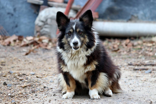 istock Dog sitting in a yard 1340900679