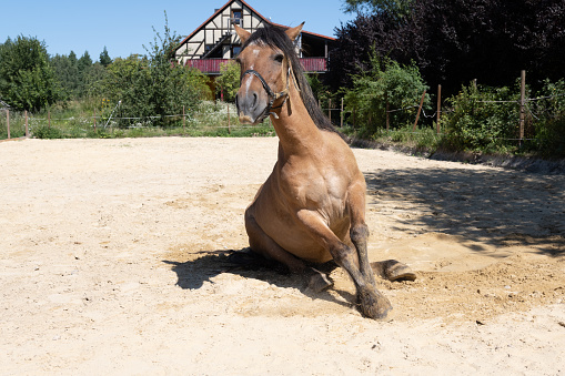 Horse sand bath - Brown horse rolling on the sand in hot summer