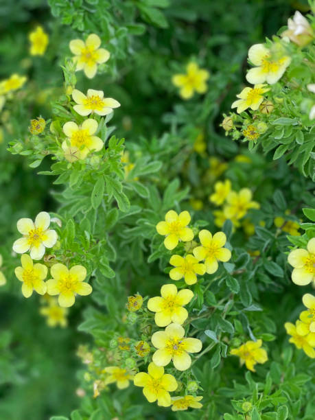 Small yellow flowers Potentilla in a garden Beautiful yellow flowers Potentilla on green bush, floral background potentilla anserina stock pictures, royalty-free photos & images