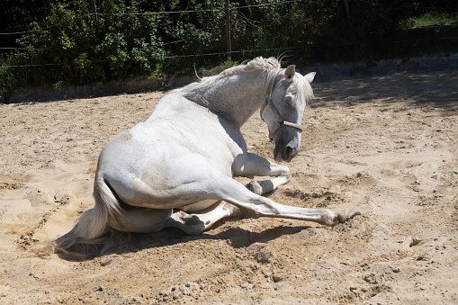 Horse sand bath - Horse rolling on the sand in hot summer