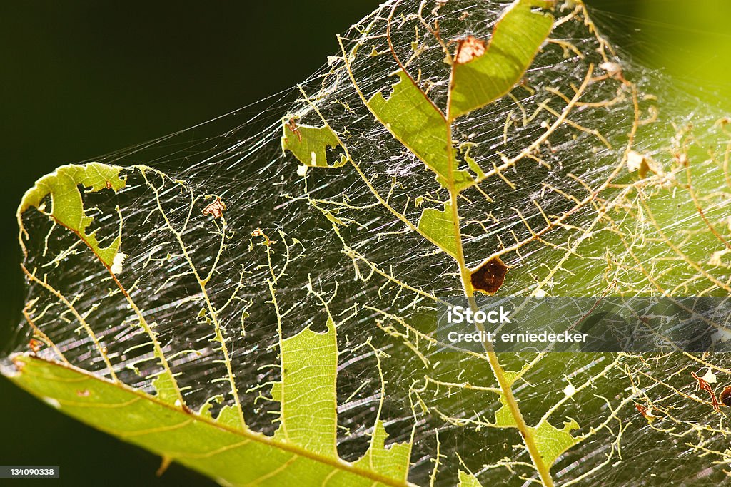 Blätter gegessen von Insekten - Lizenzfrei Blatt - Pflanzenbestandteile Stock-Foto