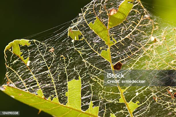 잎은 의해 벌레 먹은 거미줄에 대한 스톡 사진 및 기타 이미지 - 거미줄, 녹색, 동물의 뼈대