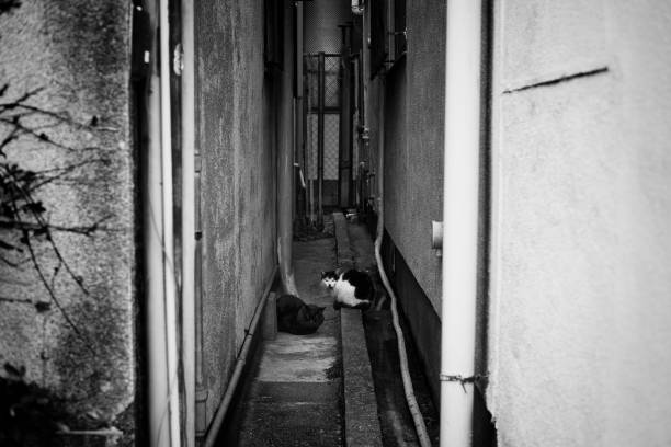istock Cat resting in a gap in the house 1340903415