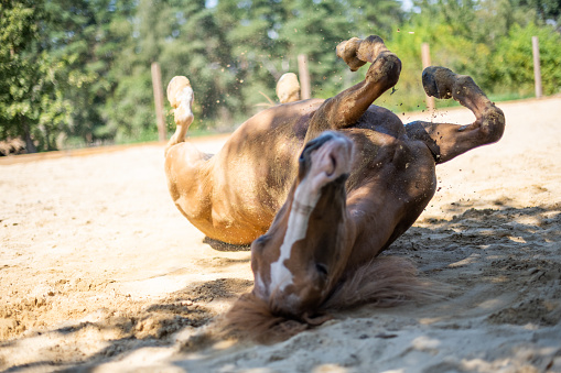 Horse sand bath - Brown horse rolling on the sand in hot summer