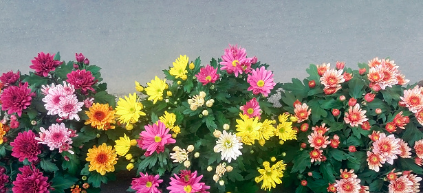 Chrysanthemum flowers of various colors on asphalt sidewalk
