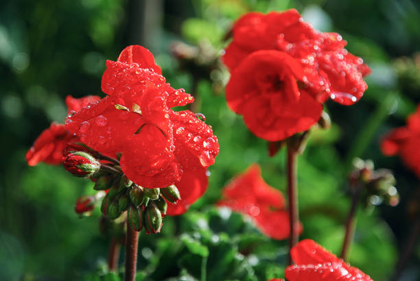 istock Red Pelargonium flowers with water drops in summer garden 1340904648
